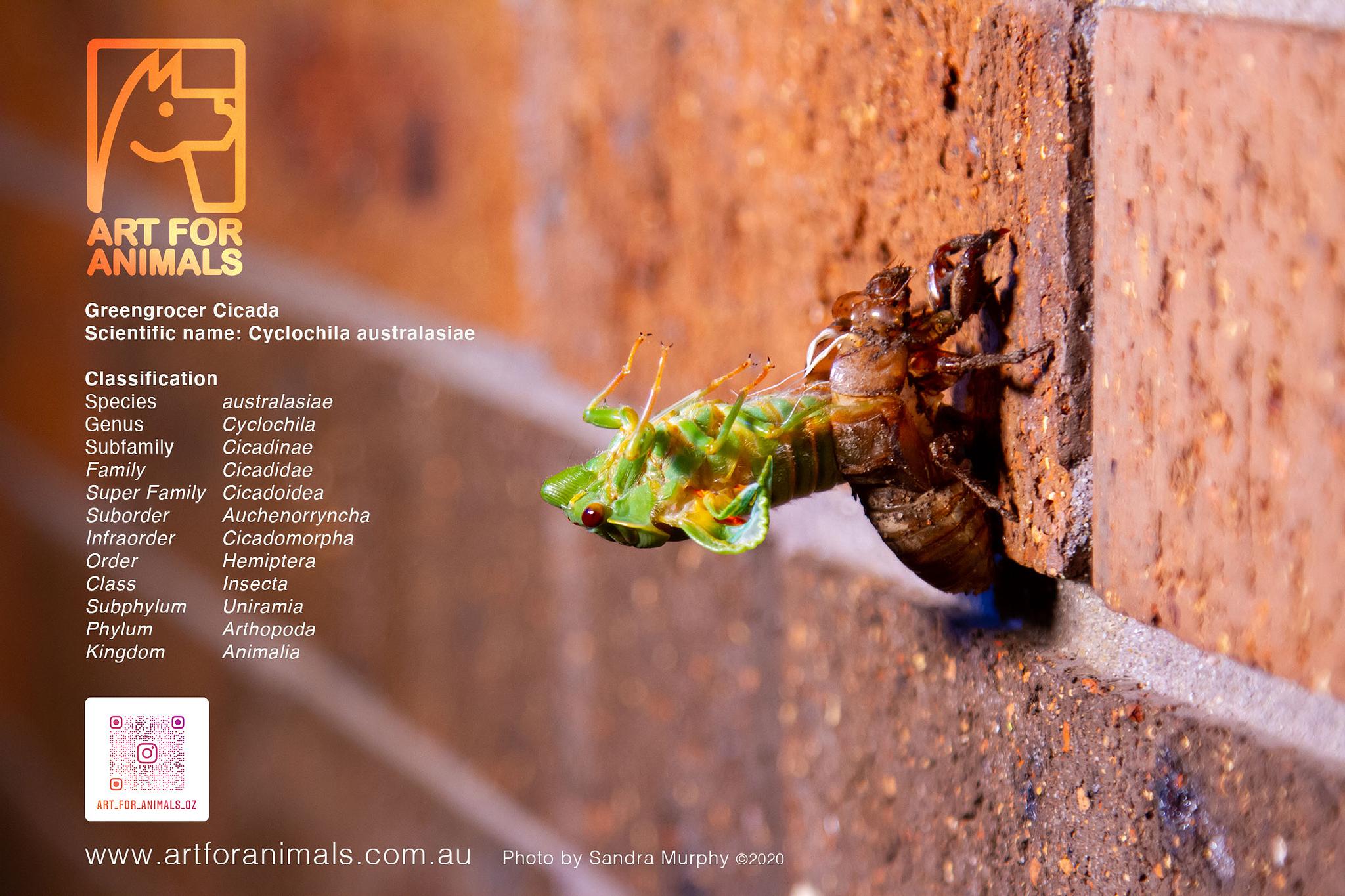 Green grocer Cicada - St Ives NSW